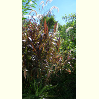 Pennisetum macrostachyum Burgundy Giant